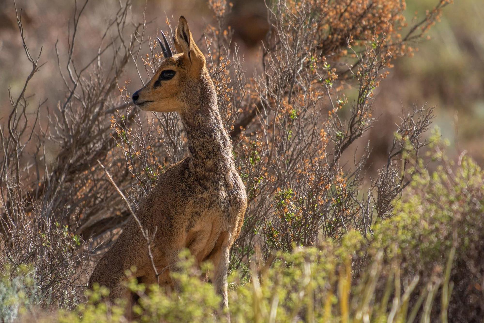 Bosch Luys Kloof Nature Reserve Ladismith Exterior foto